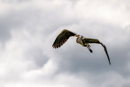 Free A majestic heron flies gracefully against a backdrop of dramatic clouds. Stock Photo