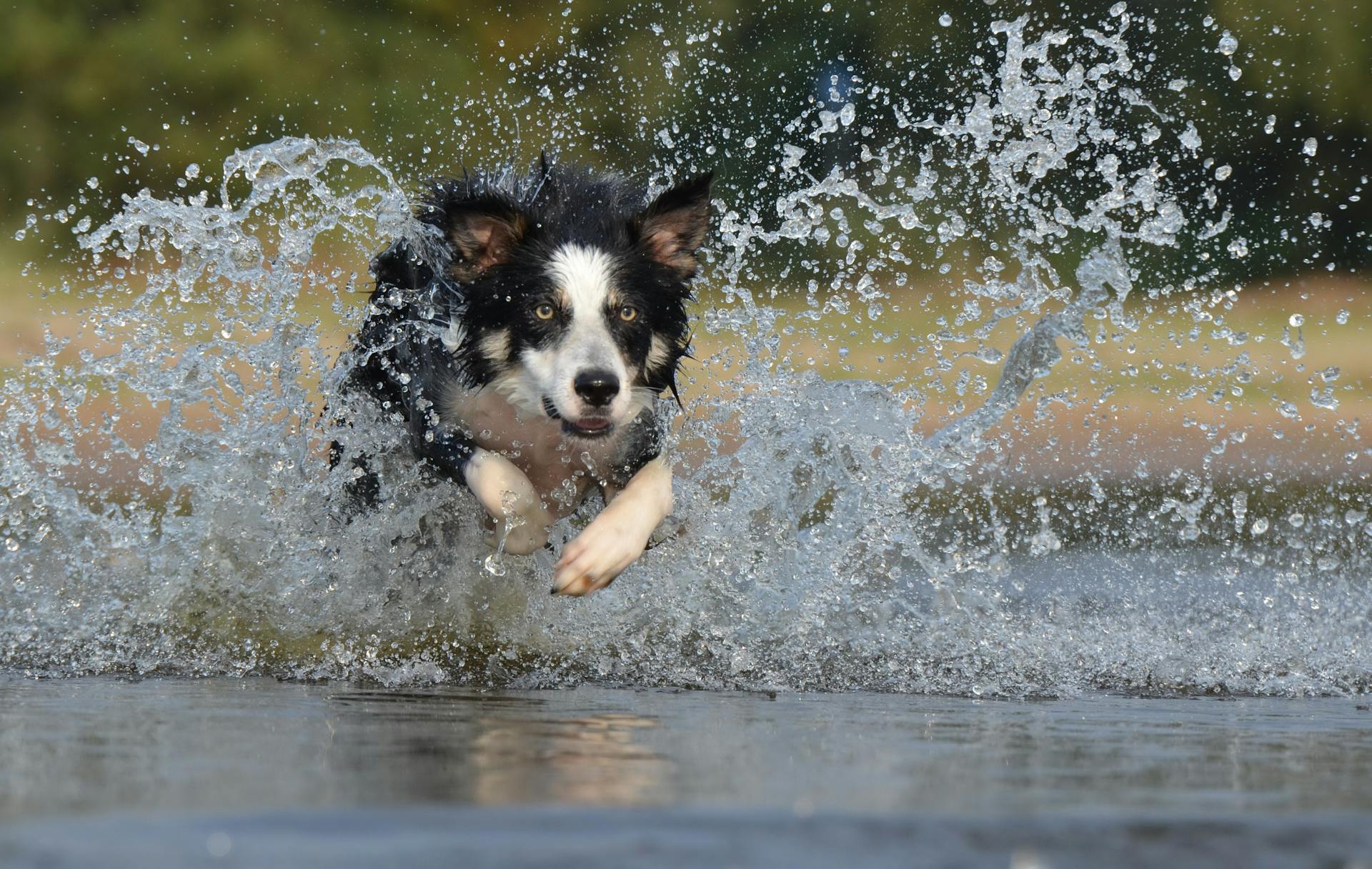 Zwarte, witte, langharige hond die door het water duikt.