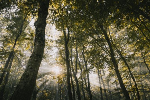 Sunlight streams through a quiet forest, creating a peaceful and serene atmosphere.