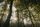 woods