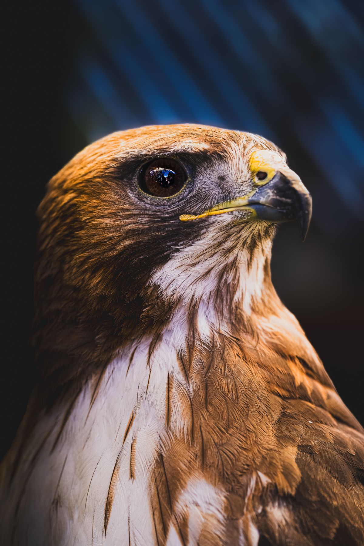 Hawk Expression Close-Up Portrait of a Majestic Red-Tailed Hawk · Free Stock Photo