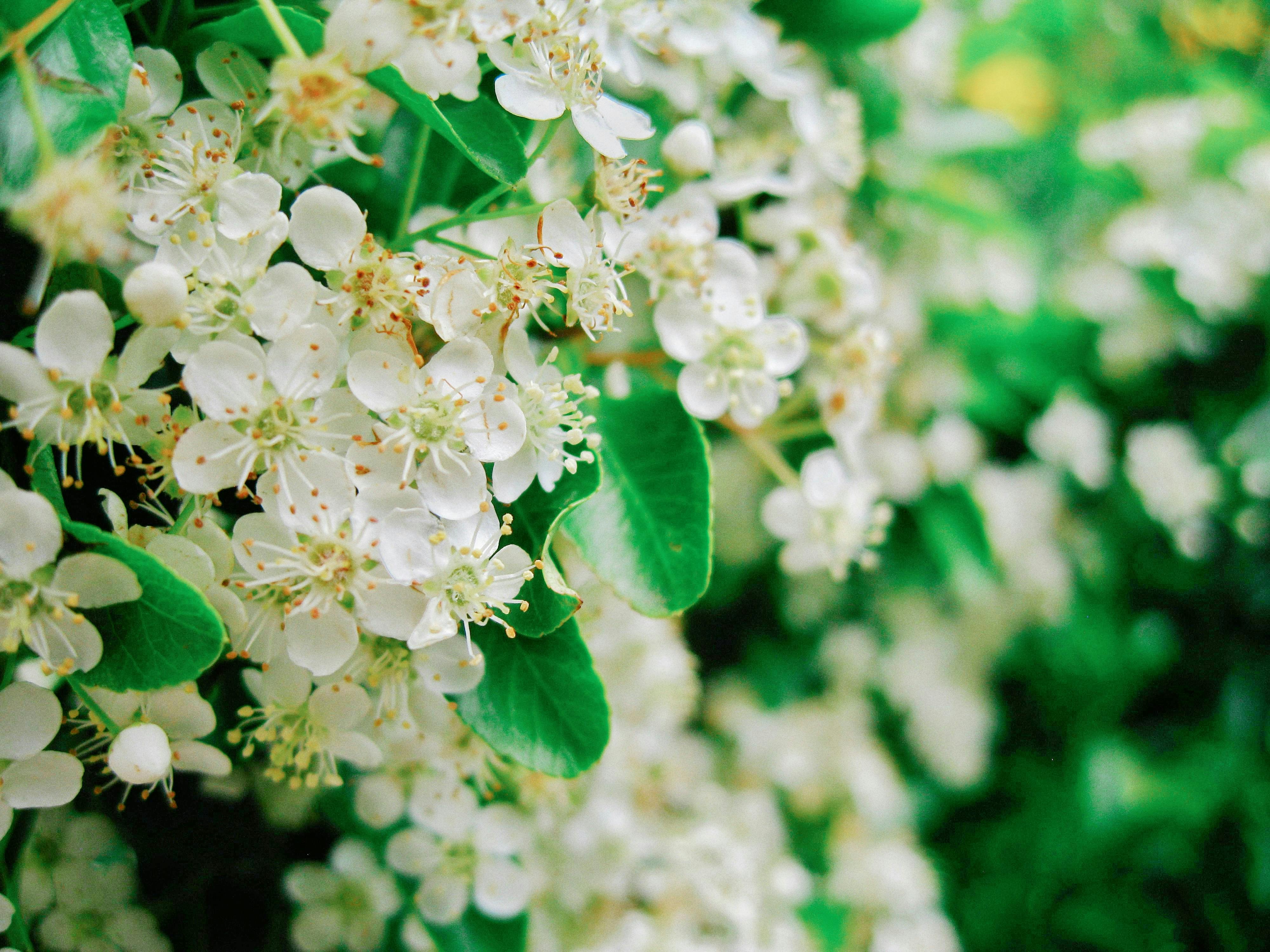[ColoSach]-a-detailed-capture-of-white-spring-blossoms-on-green-foliage,-showcasing-natural-beauty.