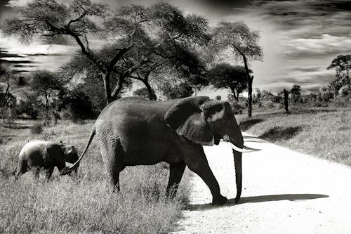 大象母子黑白攝影