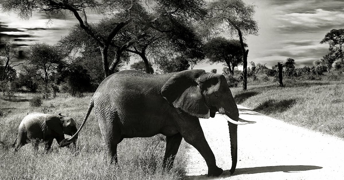 elephant-b​aby-elepha​nt-animal-​wilderness​-37861