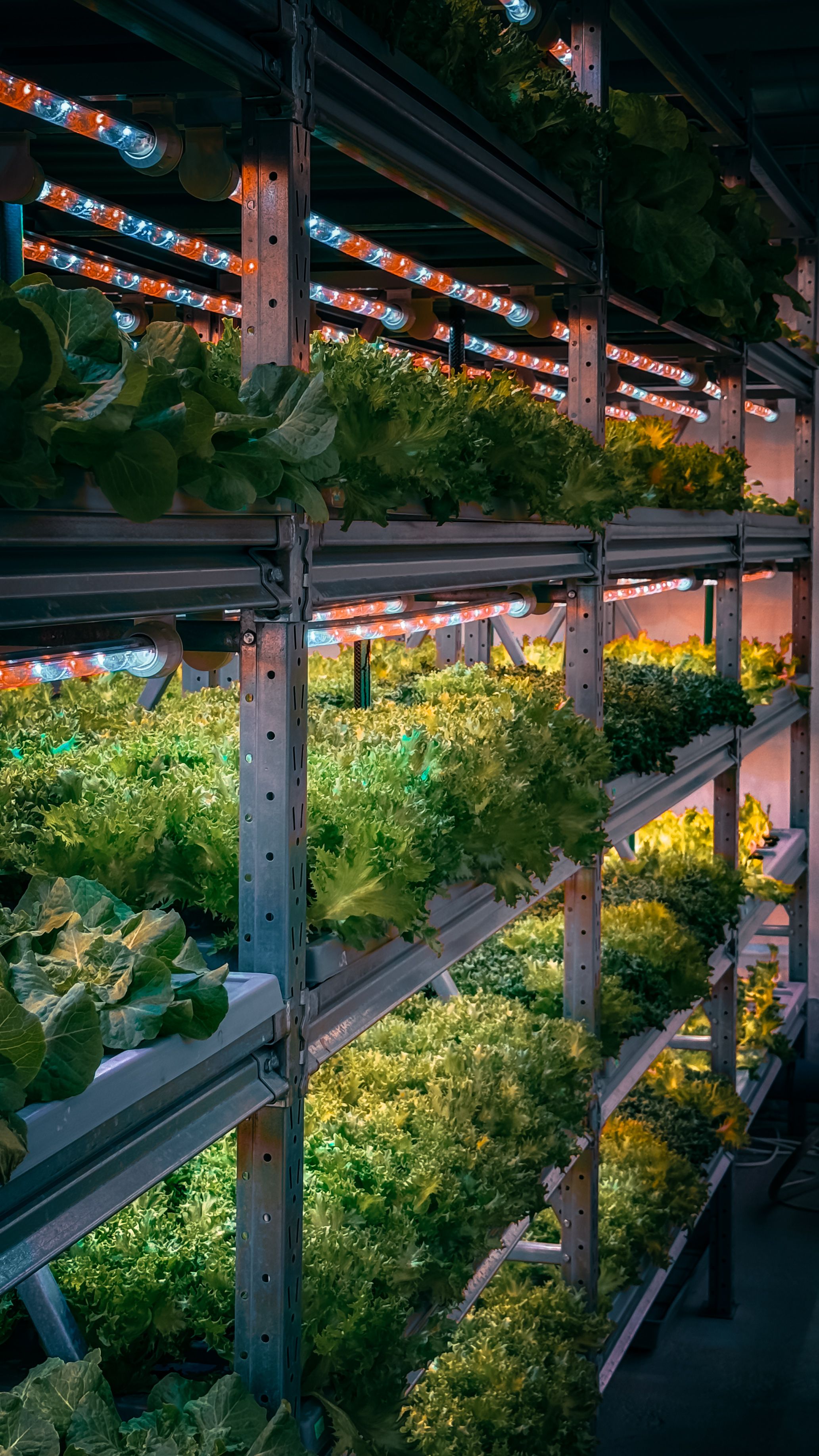 Gratis Billede der viser frodigt grønt i et vertikalt landbrugsopsætning oplyst af LED-lys. Lagerfoto
