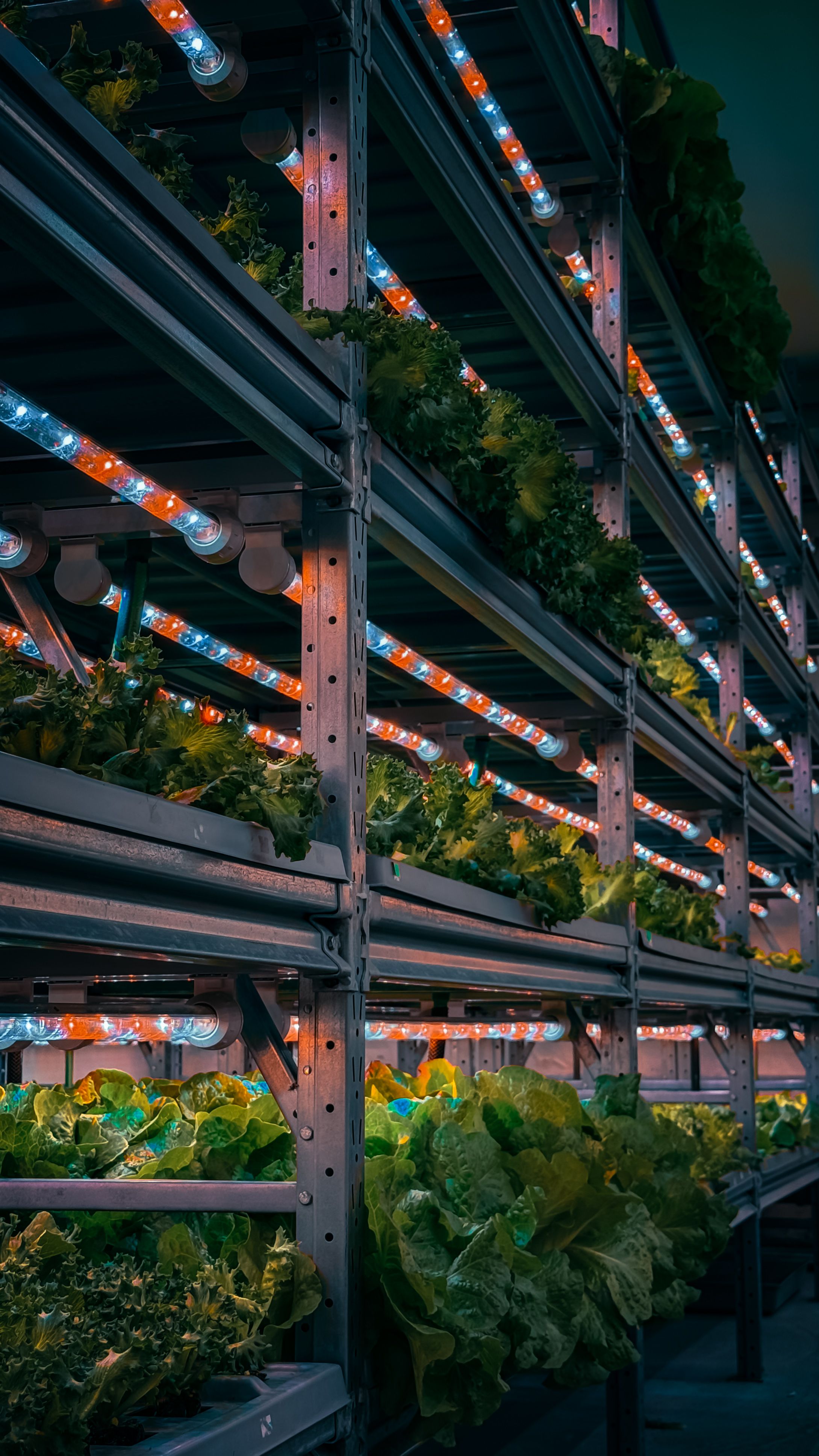 Comment réussir ses semis de légumes dhiver en intérieur 