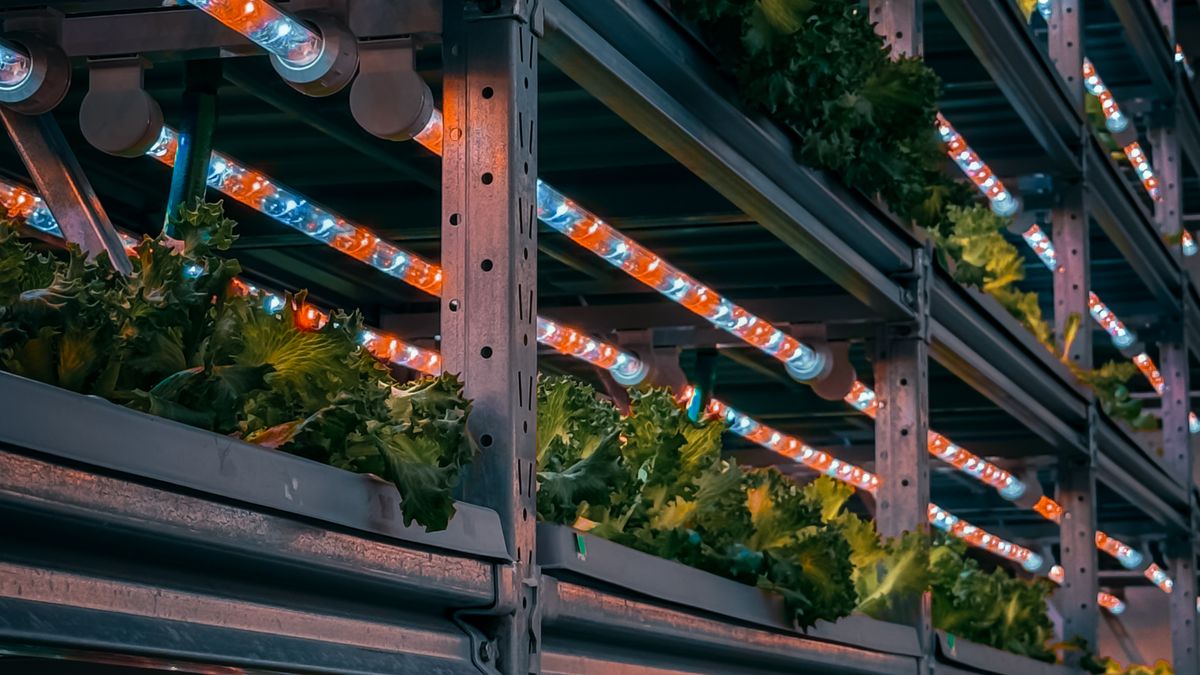Comment réussir ses semis de légumes dhiver en intérieur