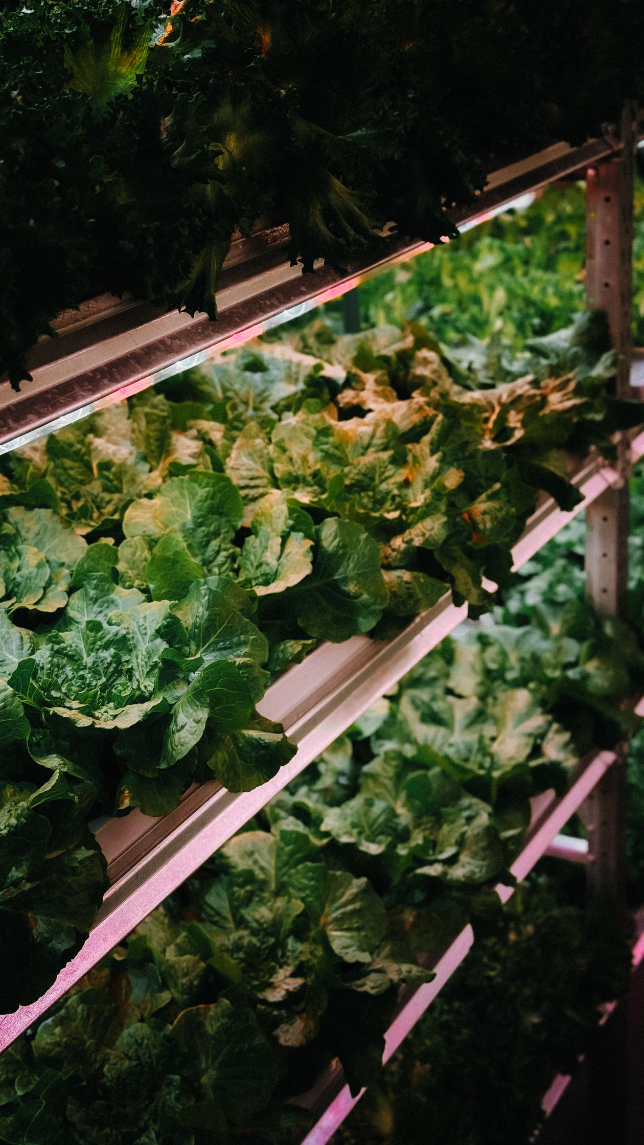 A close-up view of leafy greens growing in tiered rows of a vertical hydroponic farming rack under grow lights