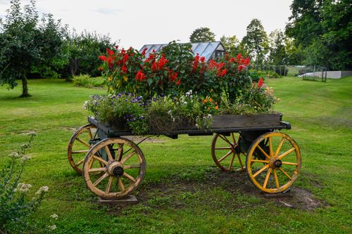 Free A charming wooden cart filled with vibrant flowers in a lush Estonian garden. Stock Photo