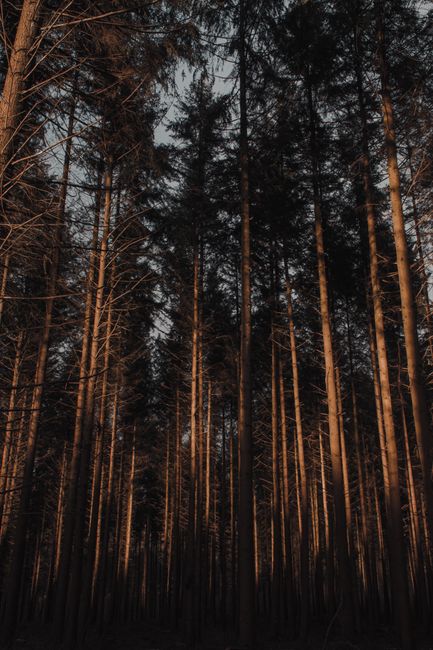 Capture of towering trees under a dim sky emphasizing the serene forest atmosphere.