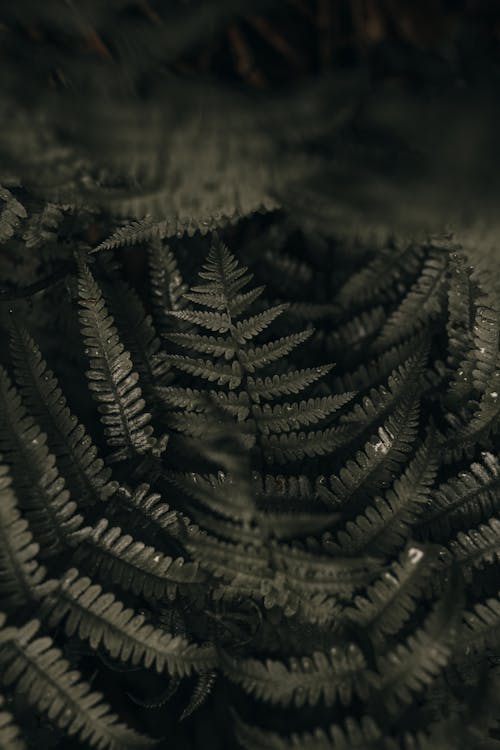 Photo of Fern Leaves