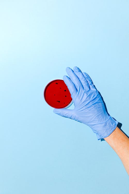 Person Holding Red Petri Dish