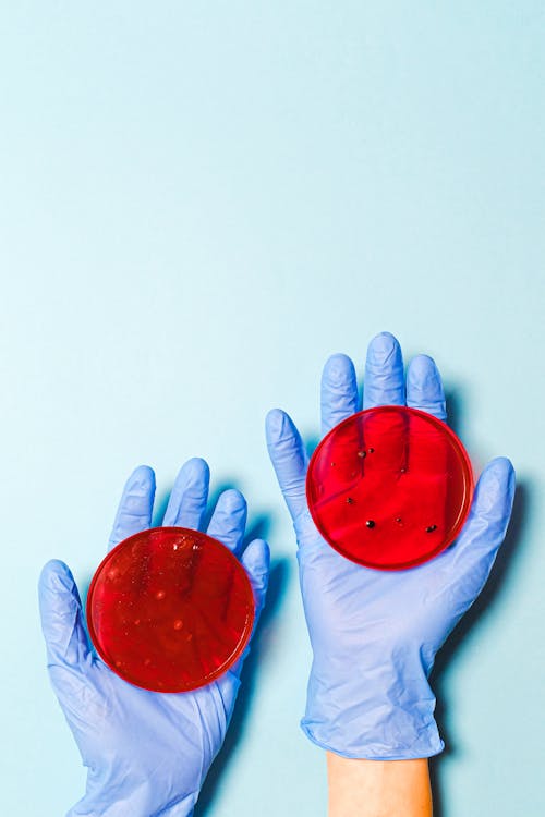 Scienziato Holding Petri Dishes
