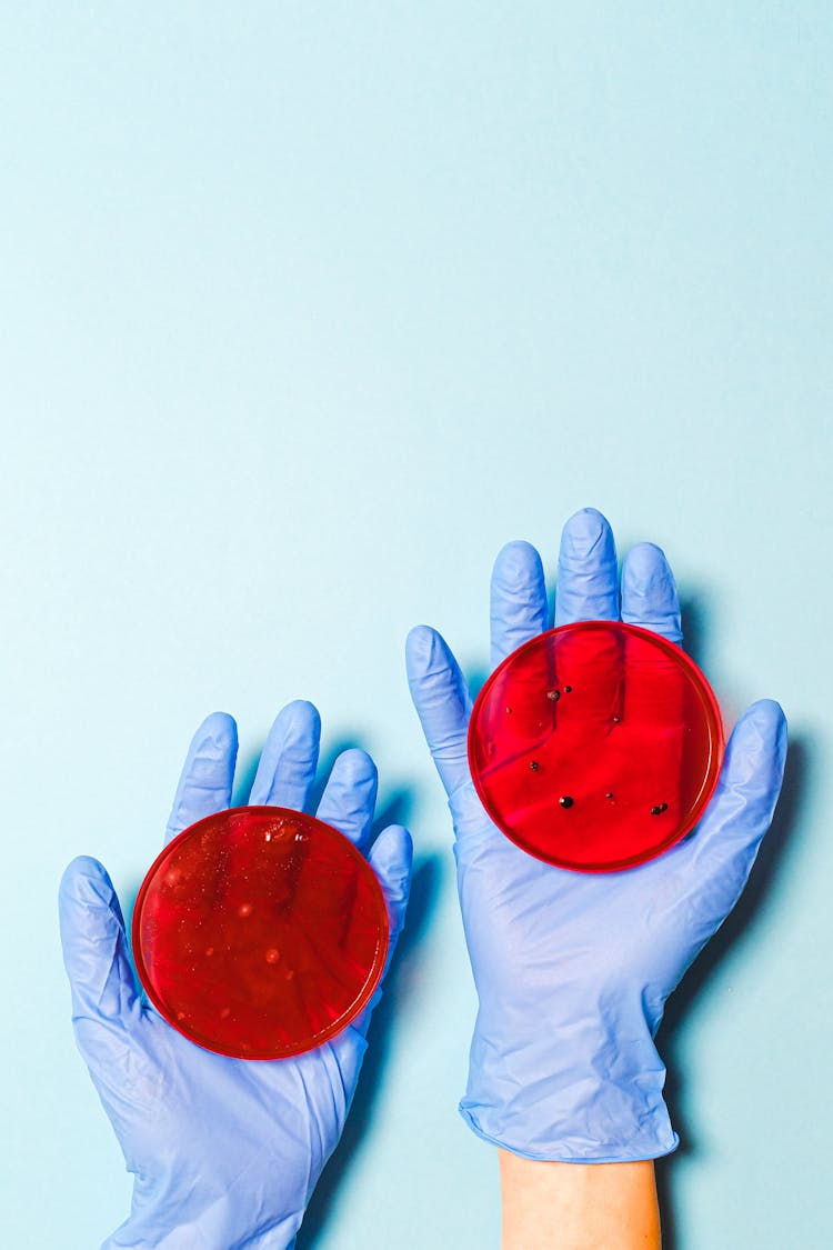 Scientist Holding Petri Dishes