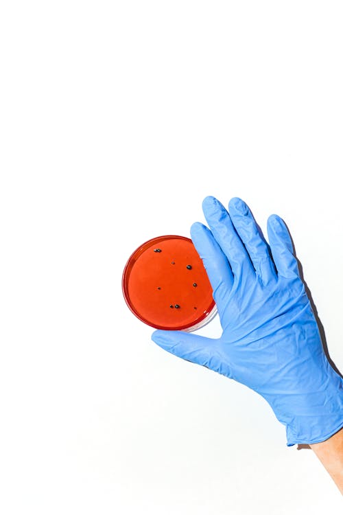 Person Holding Petri Dish