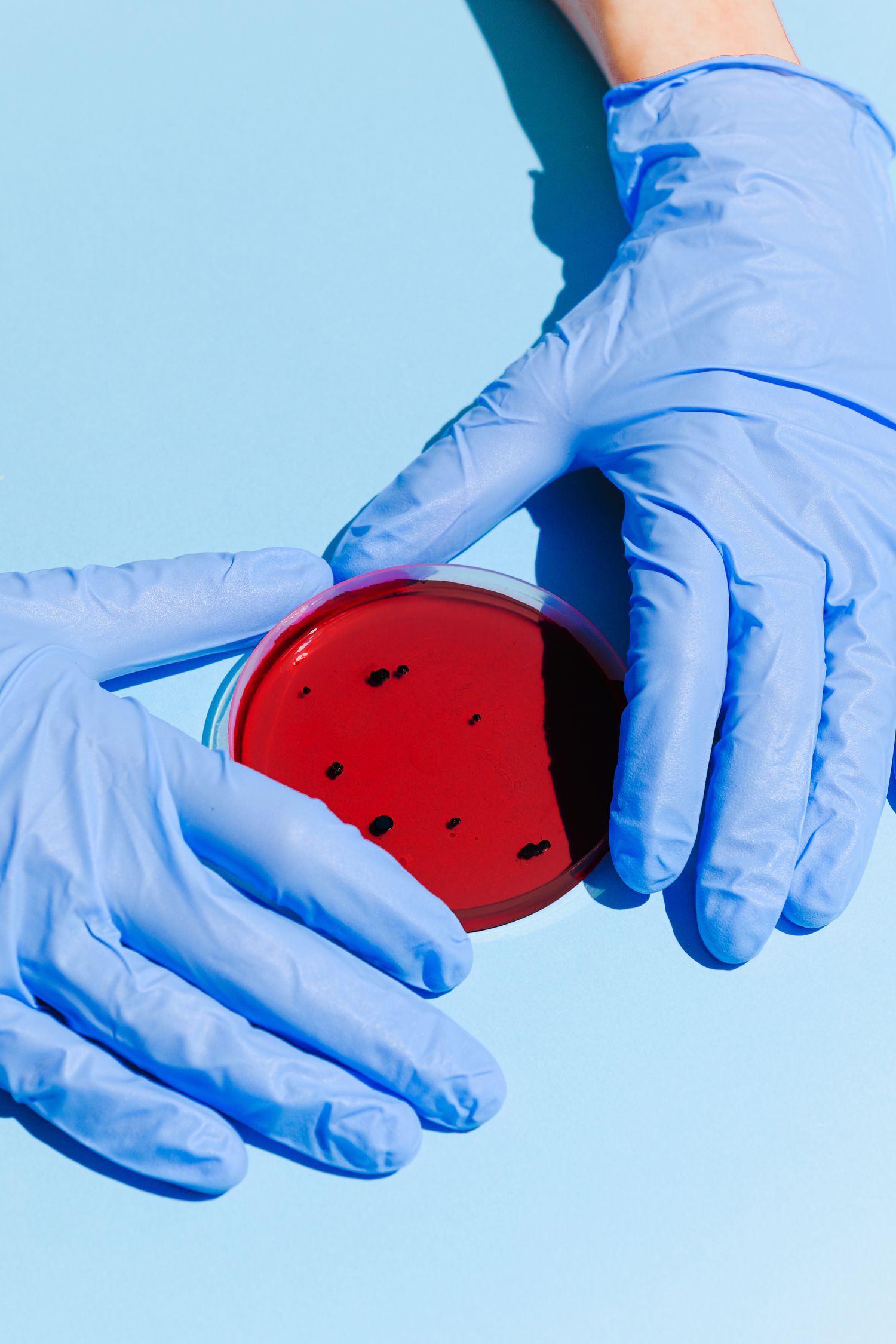 Person Holding Petri Dish Free Stock Photo person-holding-petri-dish-free-stock-photo