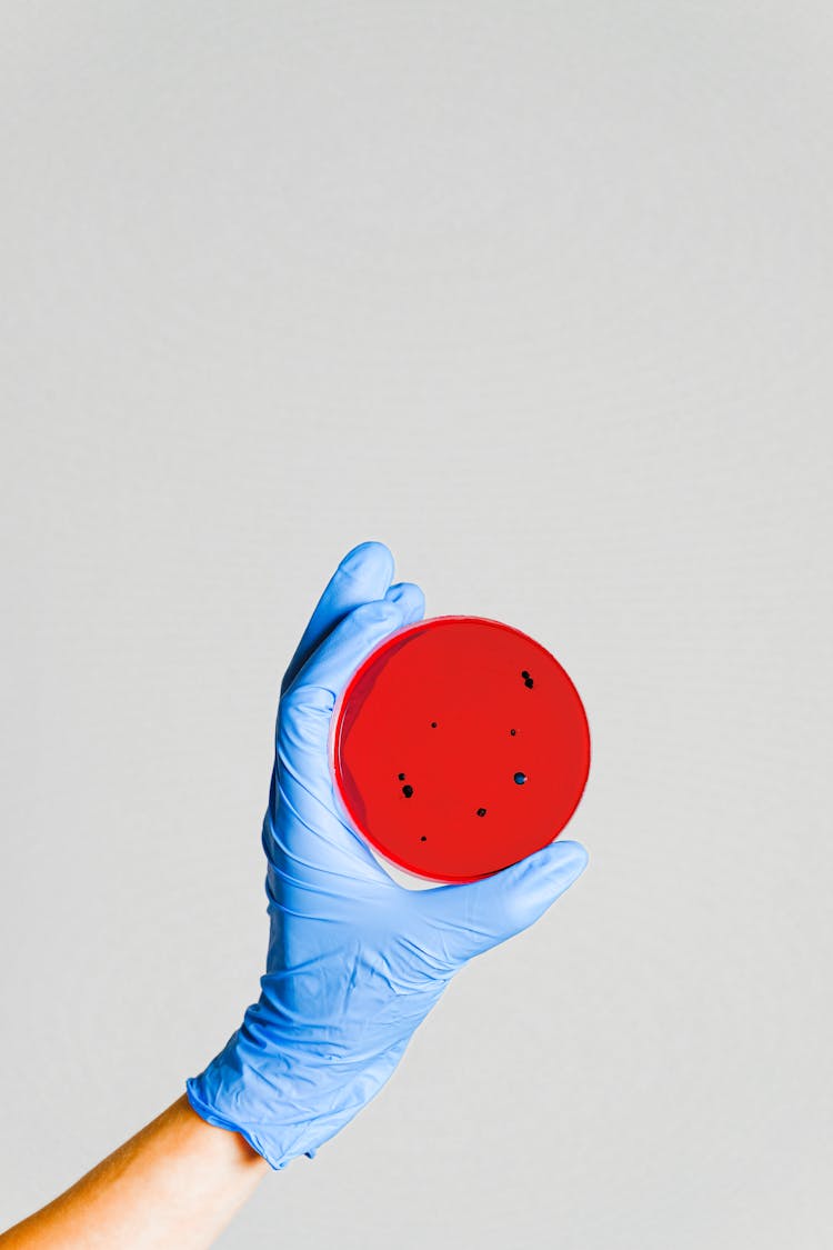 Person Holding Petri Dish