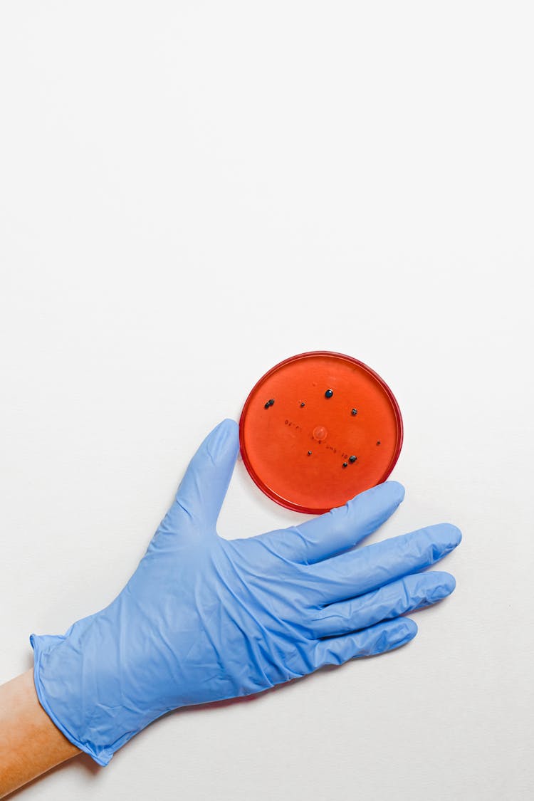 Person Holding Petri Dish