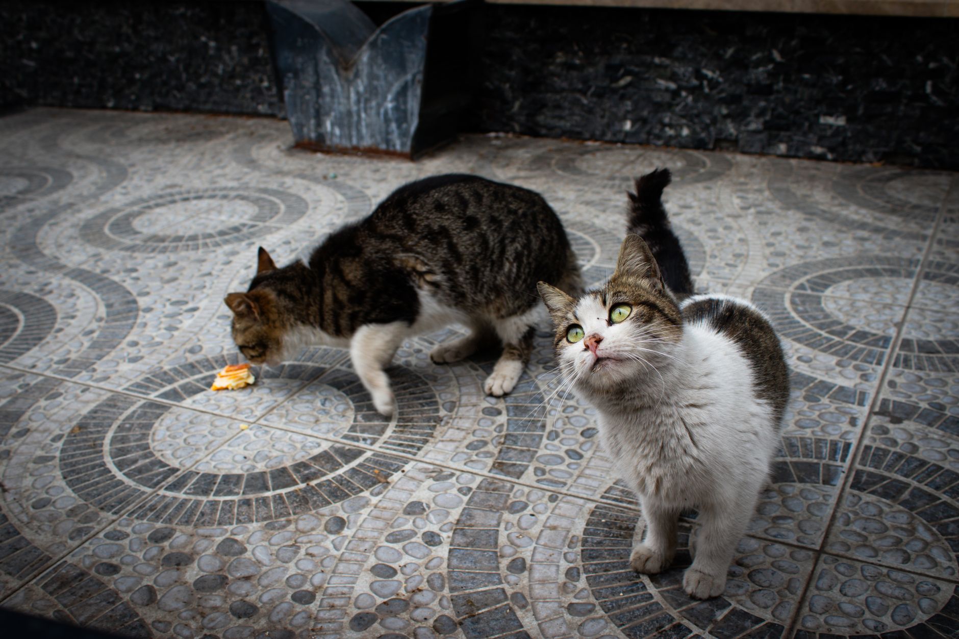 Veterinary care for a cat
