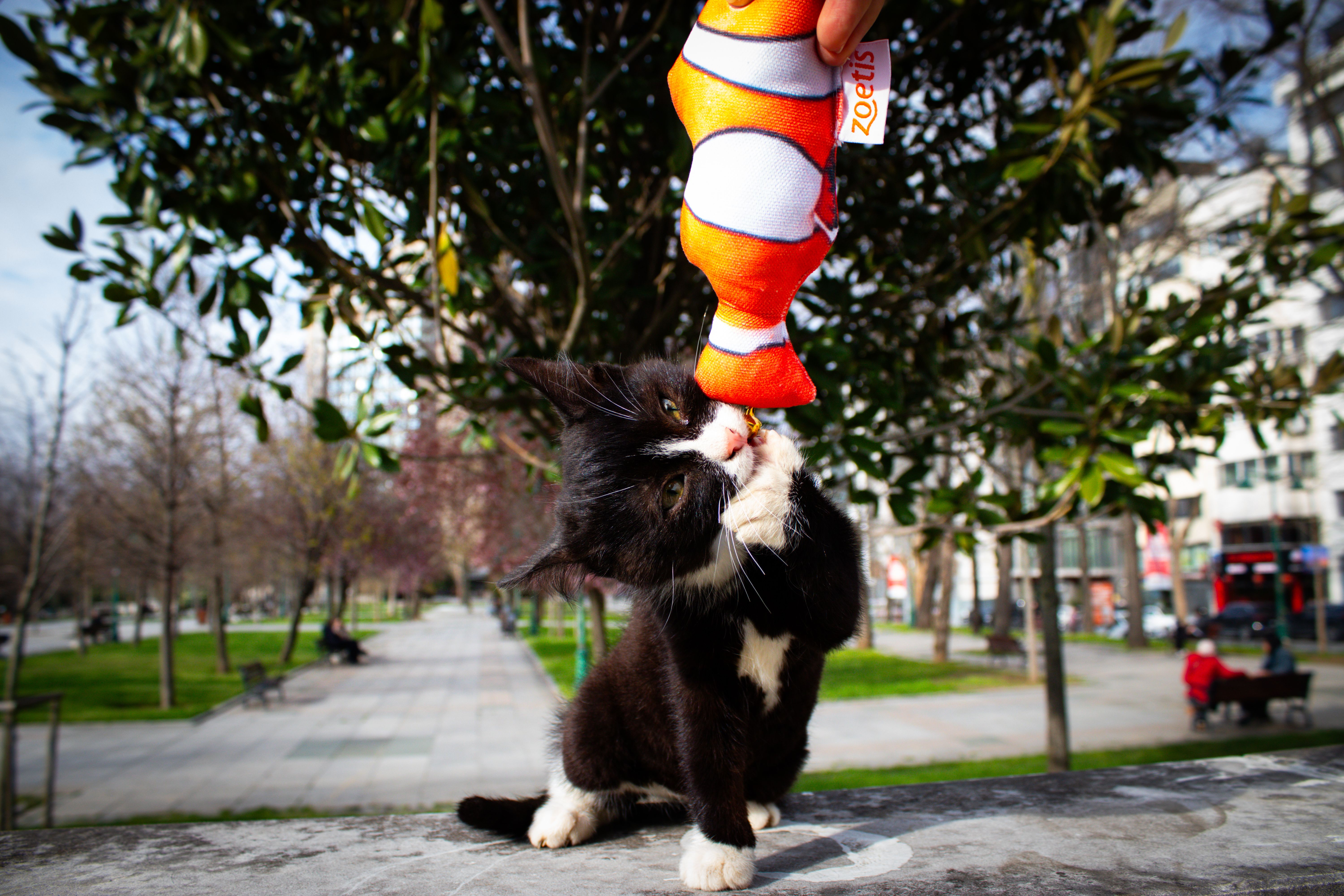 Interactive Toy  High Energy Cats  Alone All Day