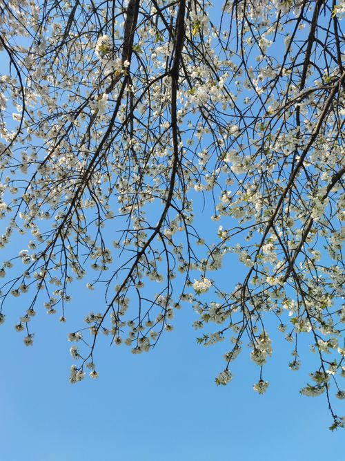Free Beautiful cherry blossoms against a clear blue sky in spring at Kam'yanets'-Podil's'kyi, Ukraine. Stock Photo