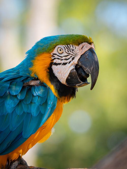 Free Vibrant close-up of a blue and yellow macaw parrot in a natural outdoor setting. Stock Photo
