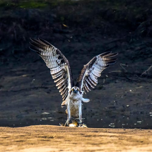 Foto De águila Pescadora Volando