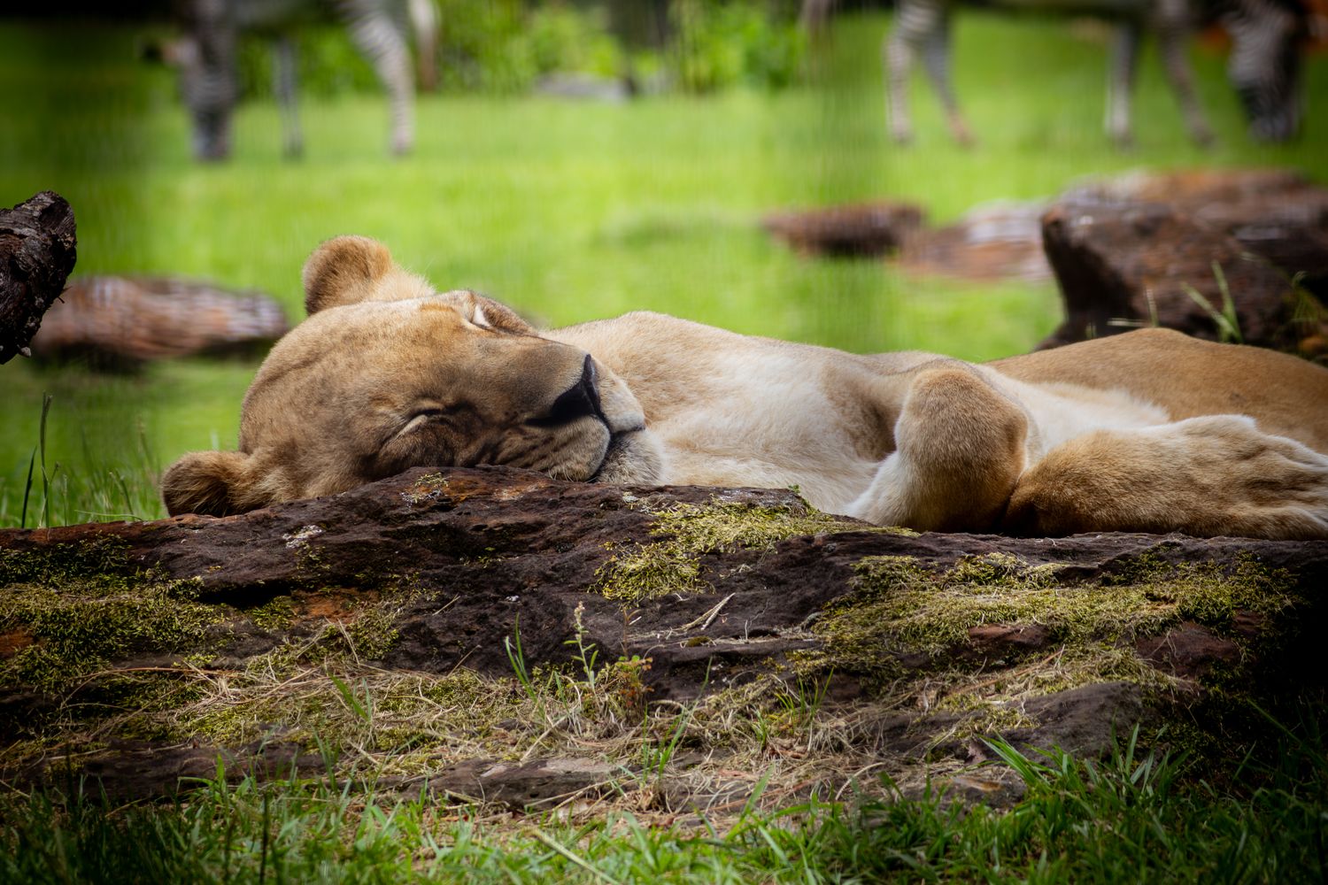 Animals Rest Animal Rest Photos, Download The BEST Free Animal Rest Stock Photos ...