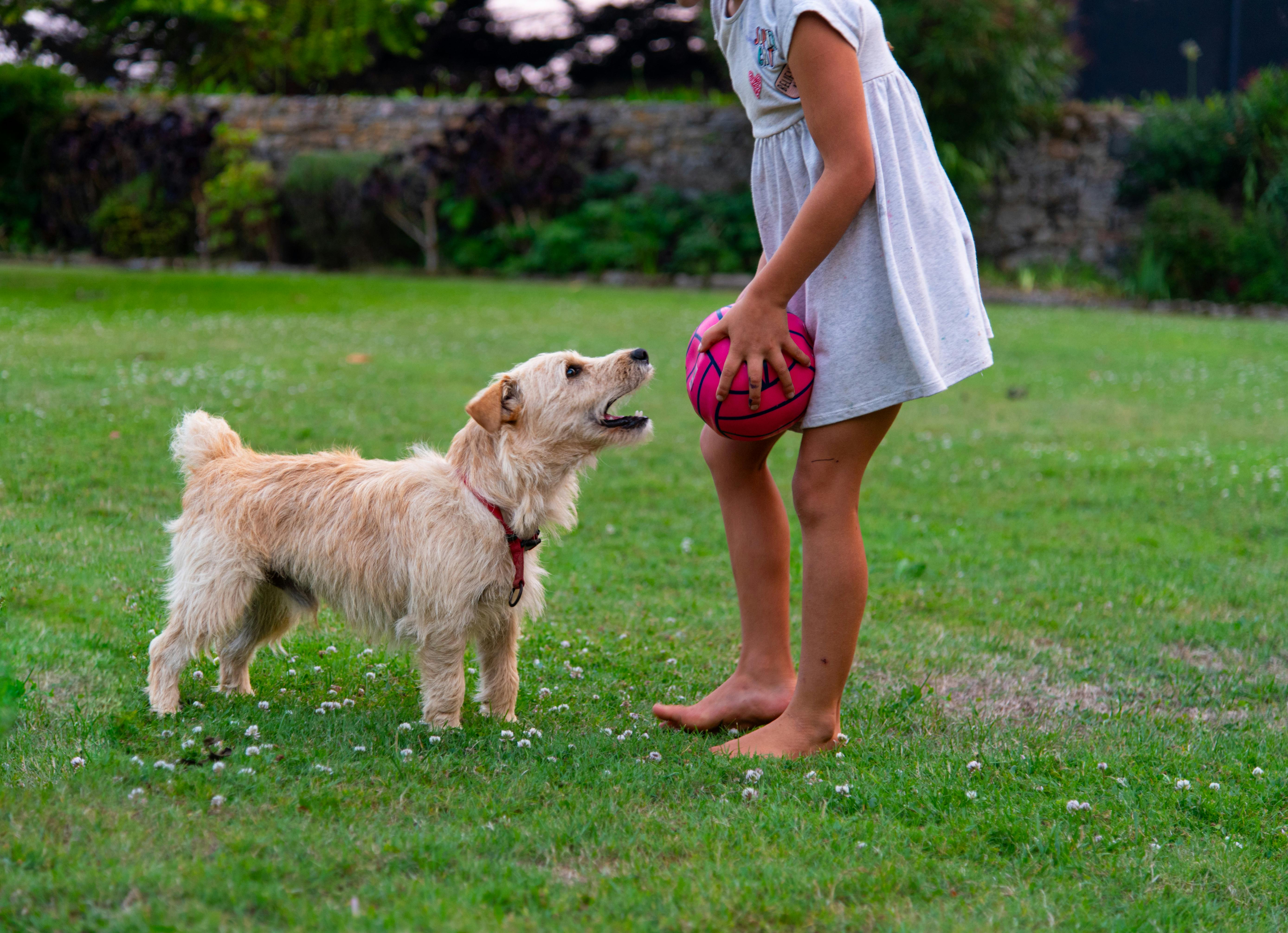 pexels-photo-37864774 Répulsifs pour empêcher un chien de creuser : le comparatif qui dit la vérité