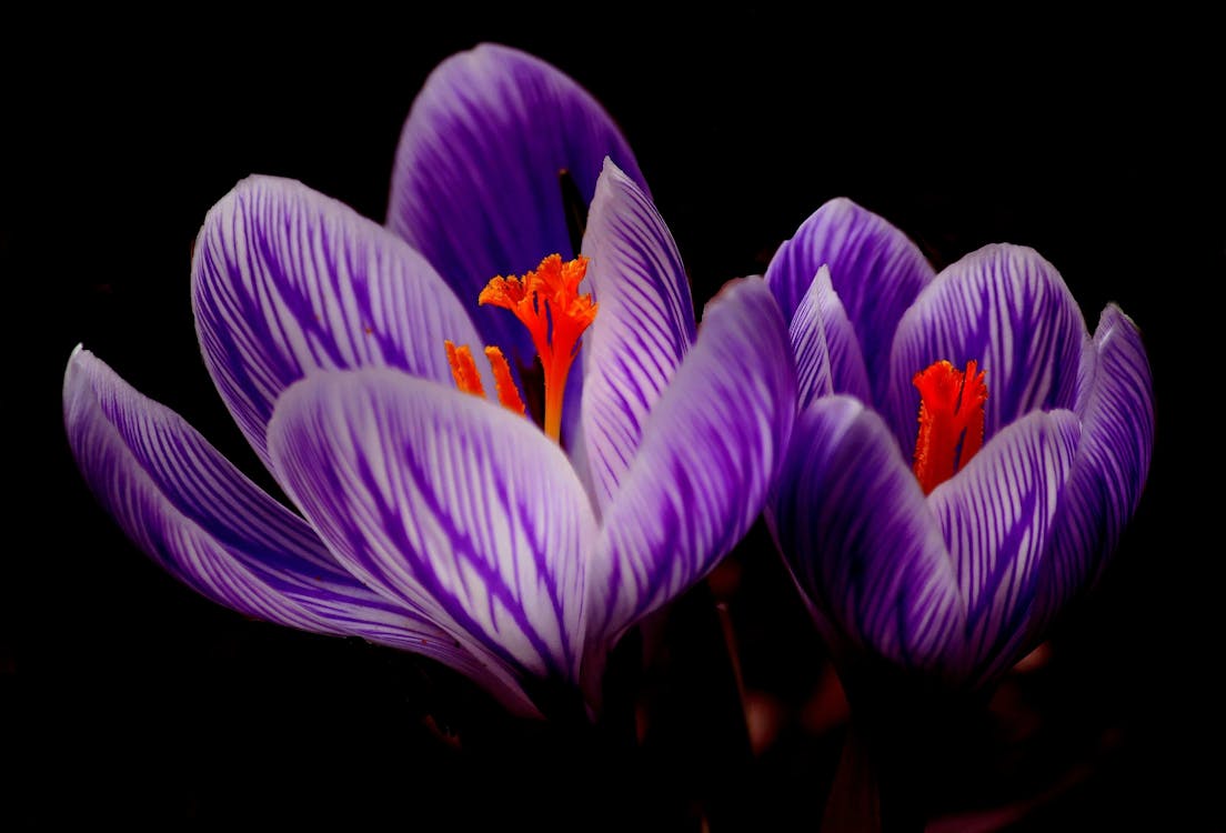 Gratis Flores De Pétalos De Color Púrpura En Fondo Negro Foto de stock