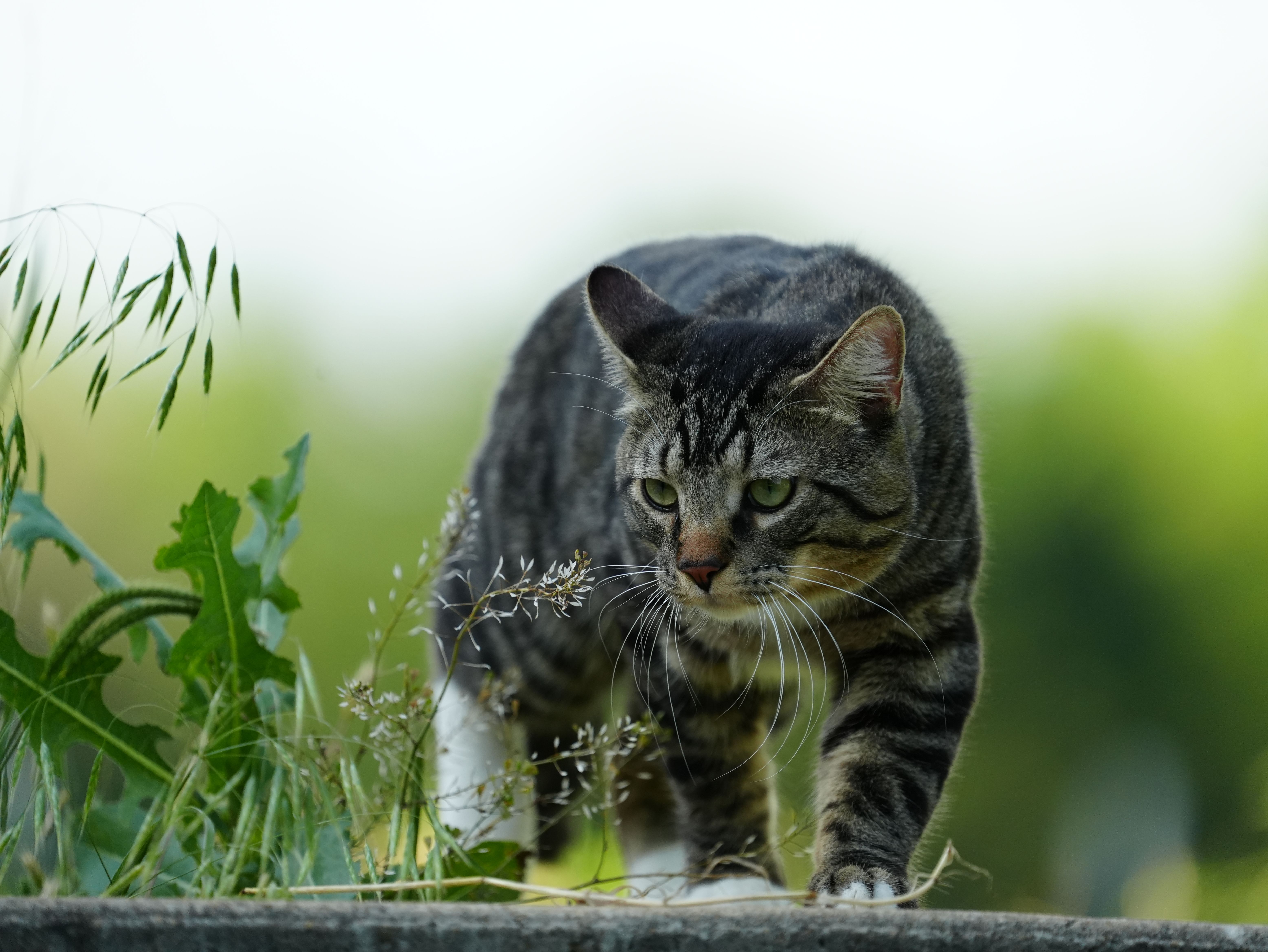 Vermifuge naturel pour chat : quand et comment l'utiliser - Efficacité réelle : que disent les études ?
