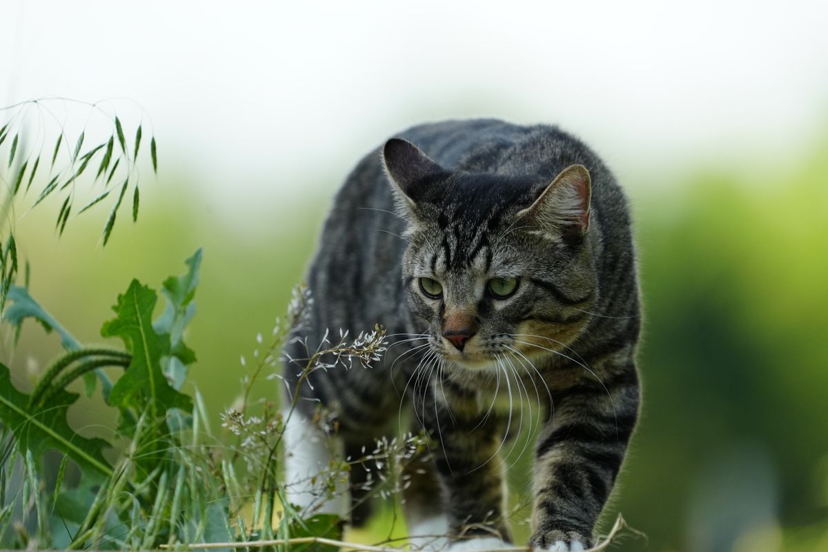 Vermifuge naturel pour chat : quand et comment l'utiliser - Efficacité réelle : que disent les études ?