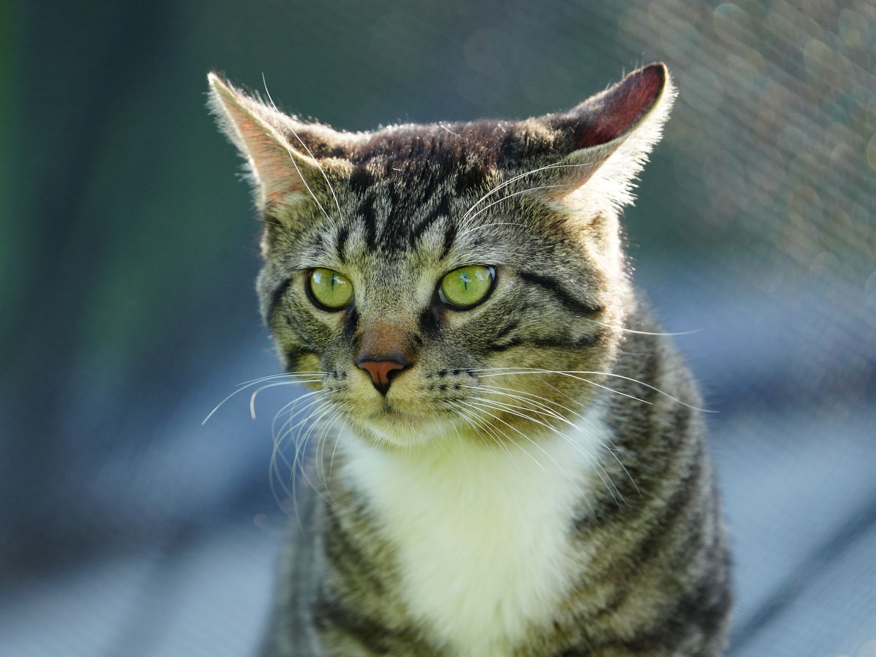 Veterinary care for a cat