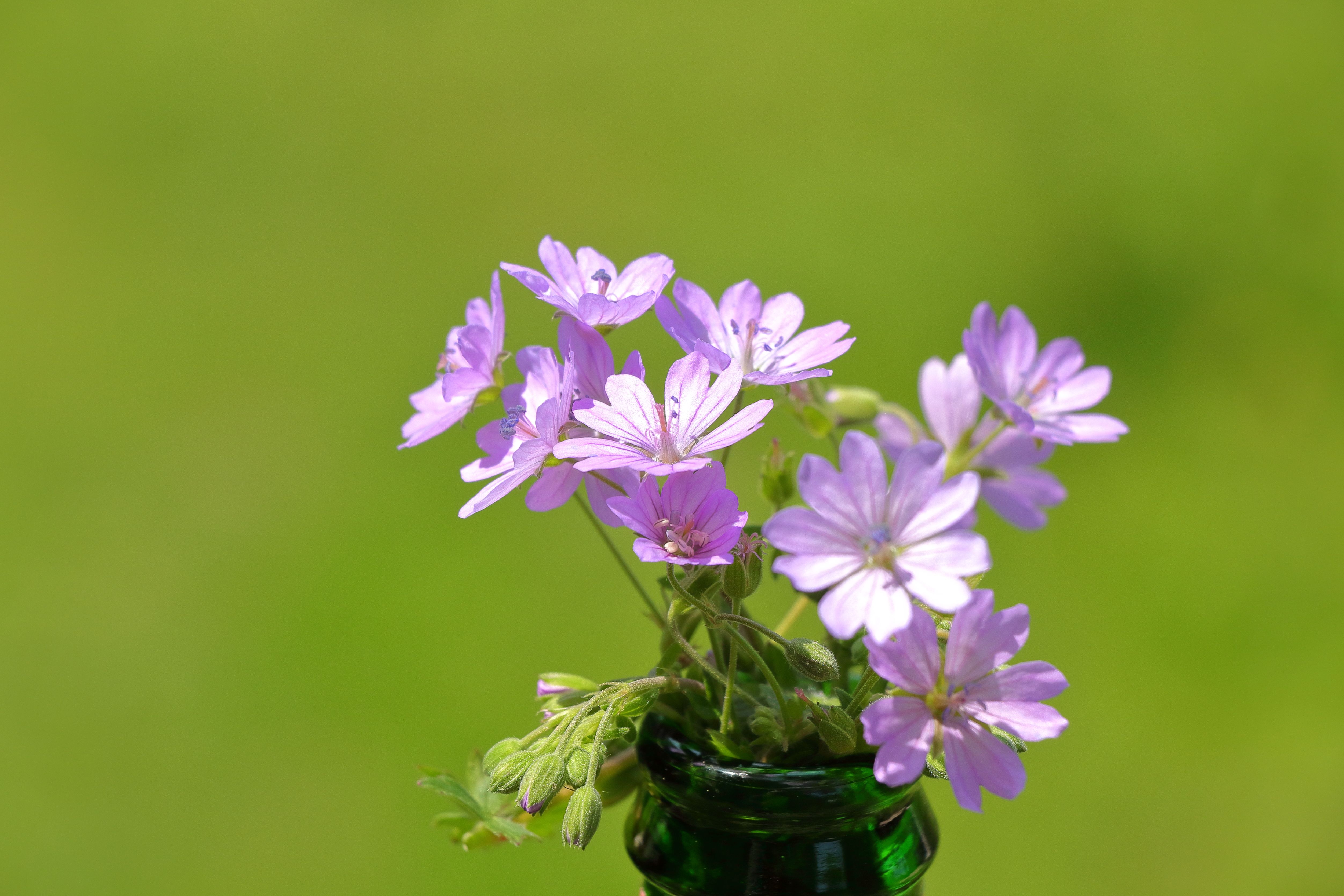 [ColoSach]-beautiful-close-up-of-purple-wildflowers-in-a-green-field,-showcasing-vibrant-spring-colors.