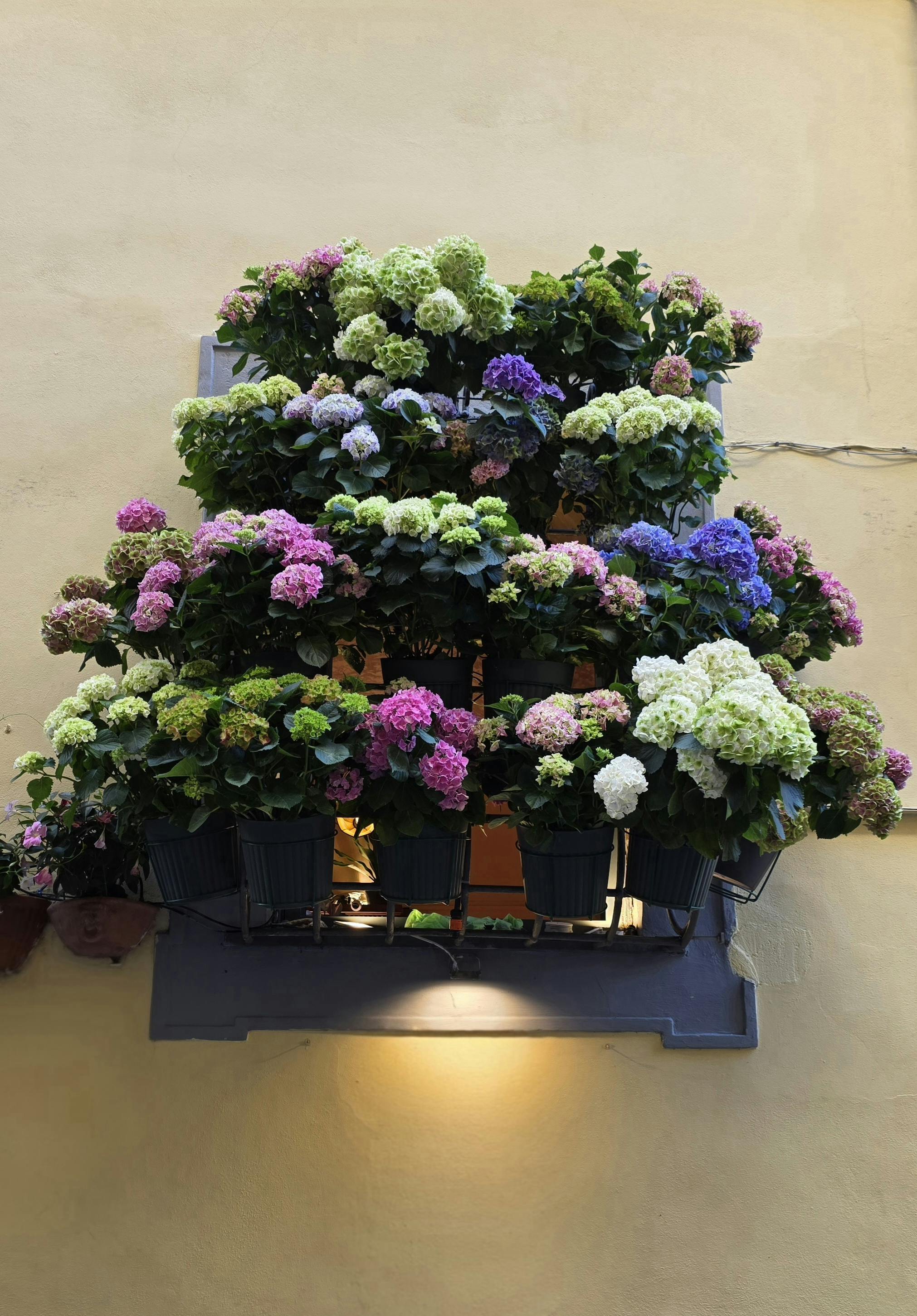 [ColoSach]-colorful-hydrangeas-beautifully-arranged-in-pots-on-a-city-wall.