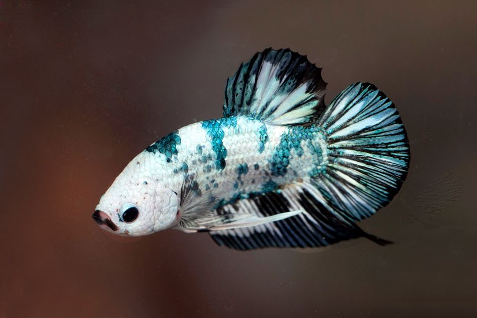 Close-up of a vibrant Betta splendens showcasing stunning fin detail for aquatic enthusiasts.