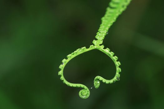 Macro shot of a dewy green fern tendril with a lush blurred background.