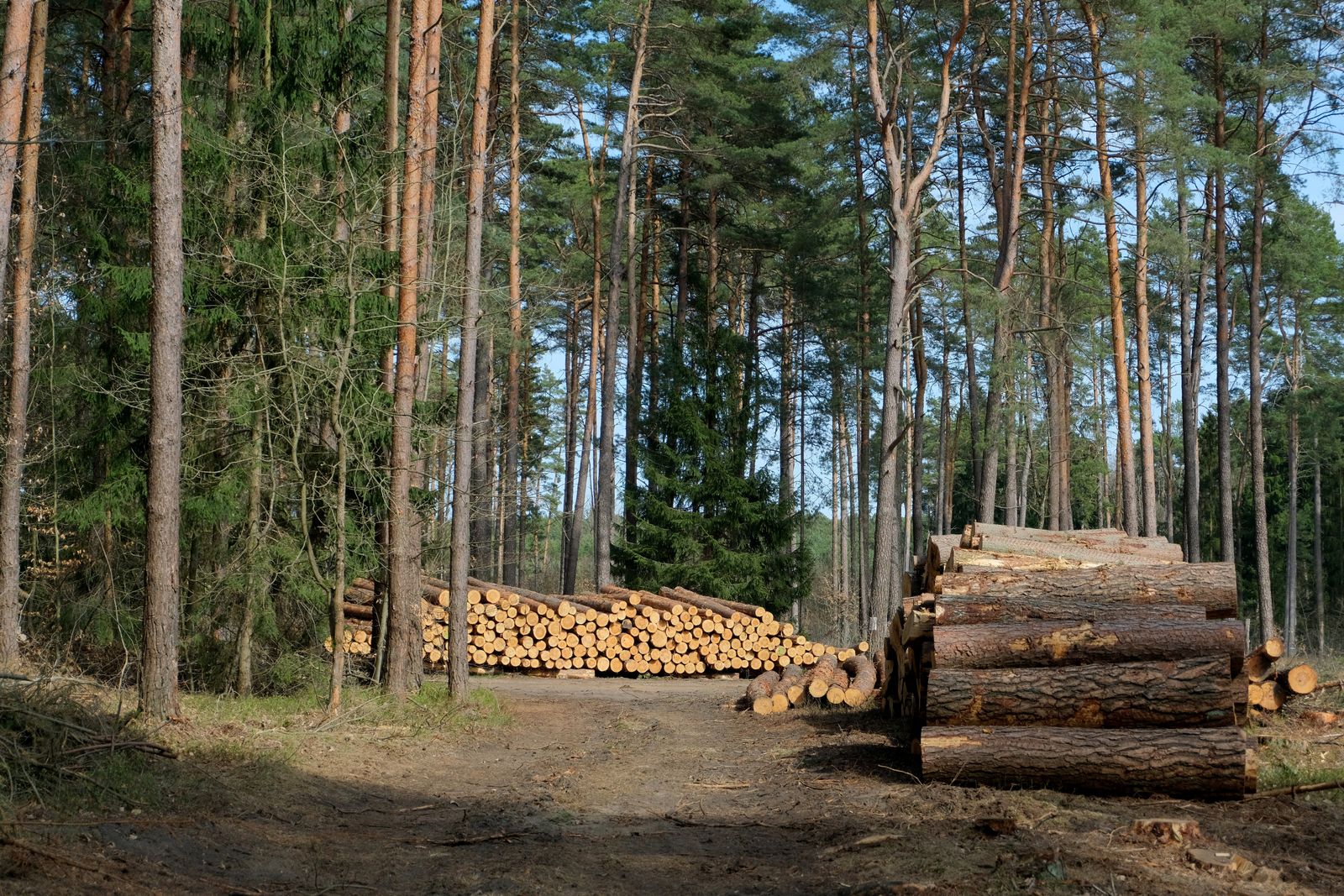 Stacked timber logs in managed forest land
