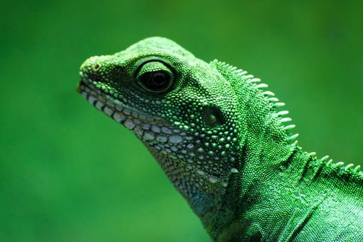 A vibrant close-up of a green iguana highlighting its textured skin and distinct features.