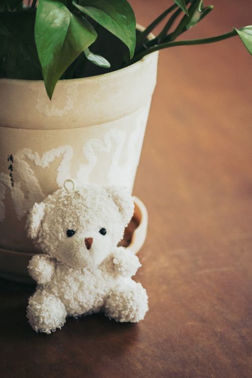 Free Cute white teddy bear next to a green potted plant on a wooden table, warm atmosphere. Stock Photo