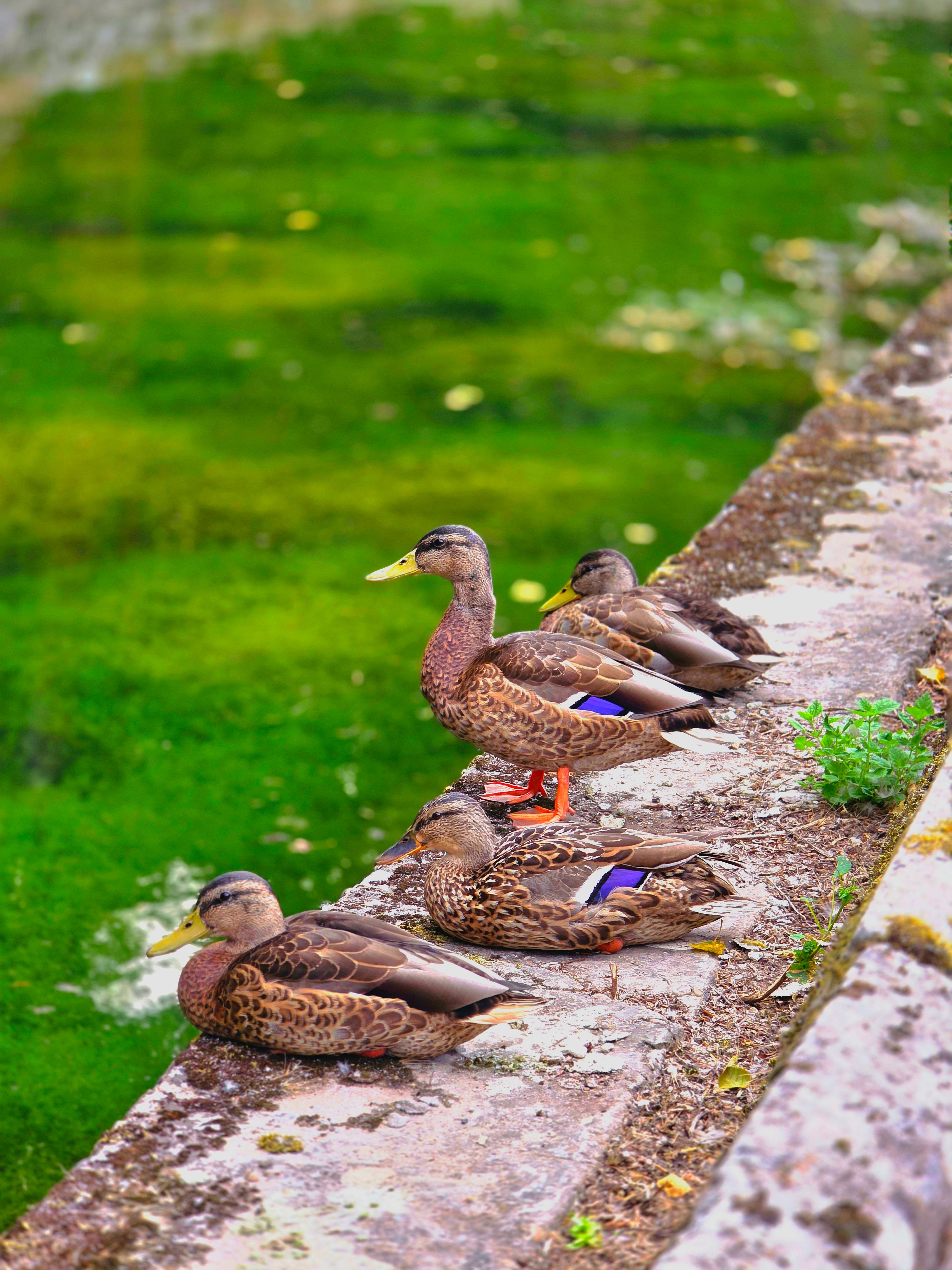 Five mallard ducks perched along a pond edge in Burgos, Spain, showcasing vibrant feathers and natural habitat.