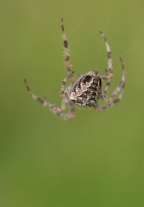 棕色和白色蜘蛛挂在其网站上