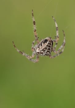 一只蜘蛛悬在它复杂的网上，背景模糊