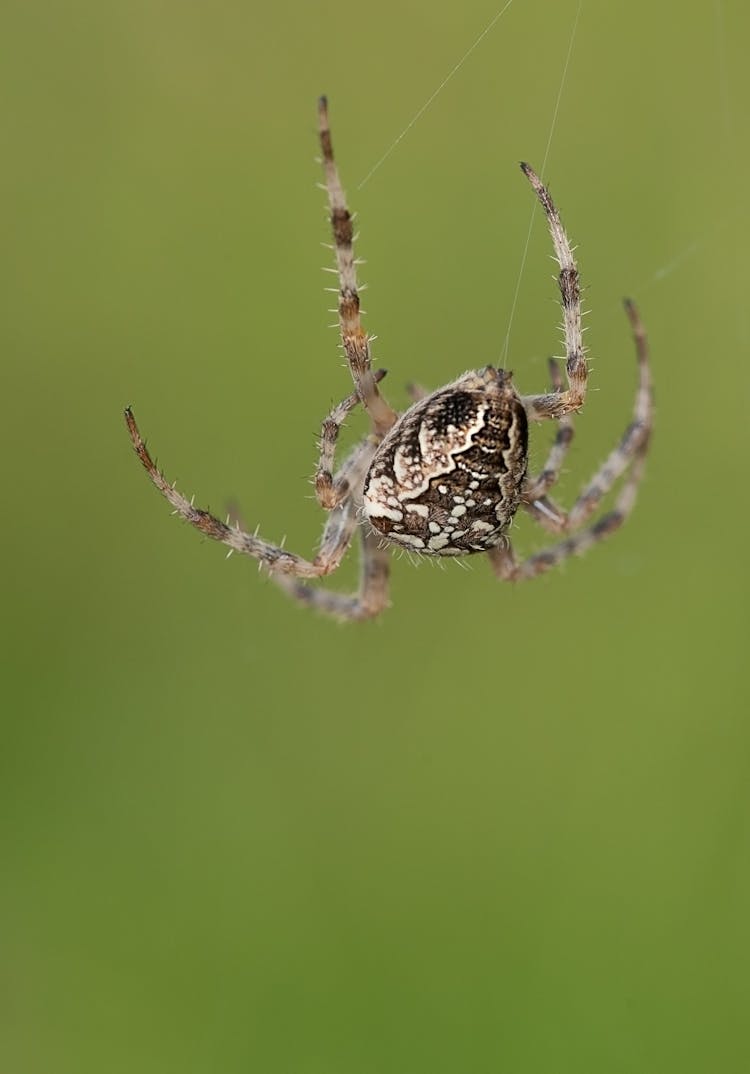 Brown And White Spider Hanging On Its Web