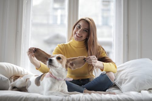 白と茶色の短いコートの犬の横に座っている黄色のセーターの女性