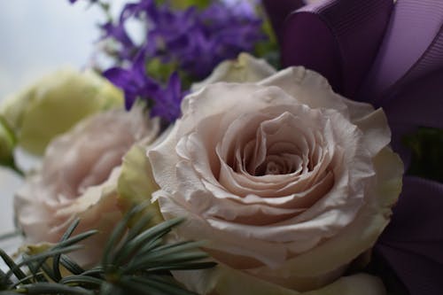 Безкоштовне стокове фото на тему «Біла квітка, білі троянди, впритул» стокове фото