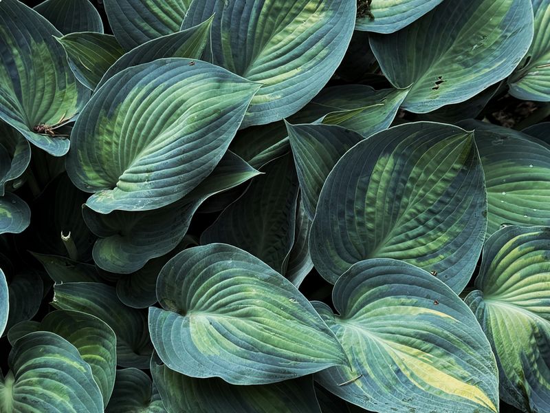 Close-up of blue-green hosta leaves growing in a Bellevue garden