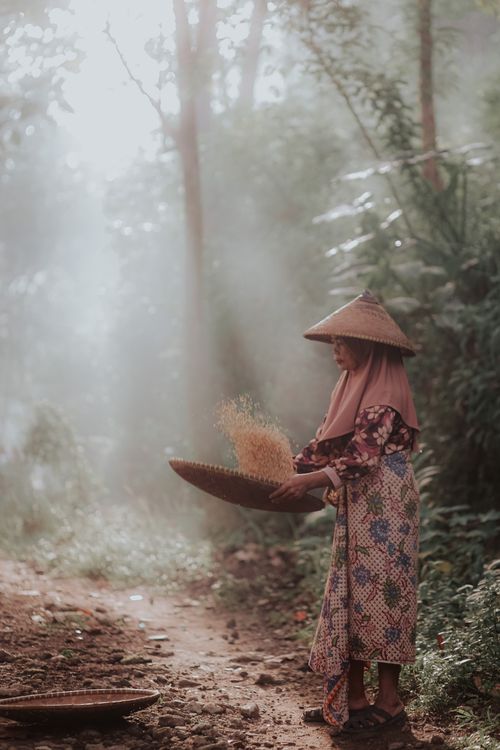 Free Indonesian woman threshing rice in a forest setting, wearing traditional attire and bamboo hat. Stock Photo