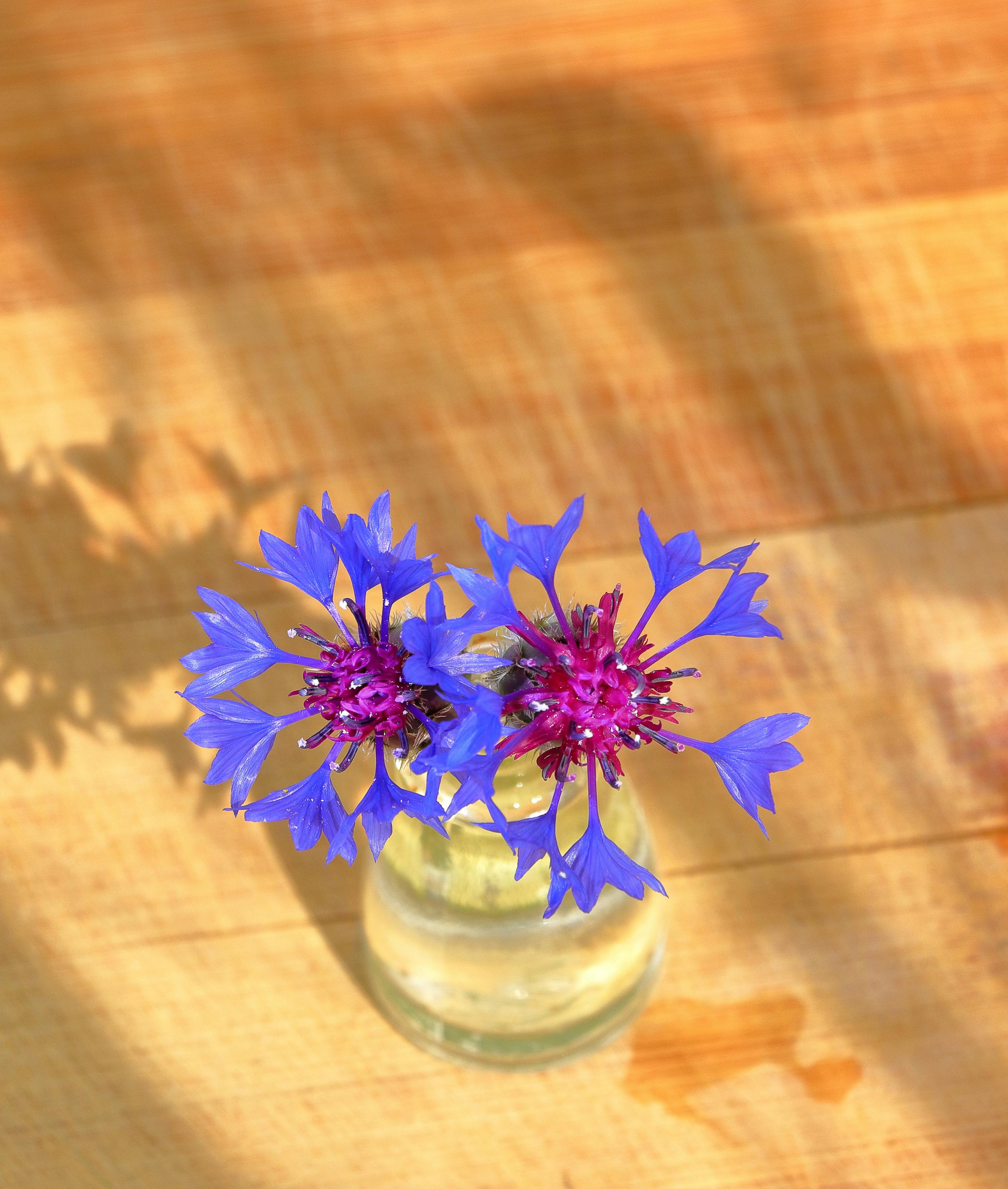 [ColoSach]-close-up-of-vivid-blue-bachelor-buttons-in-a-glass-vase-casting-shadows-on-a-wooden-table.