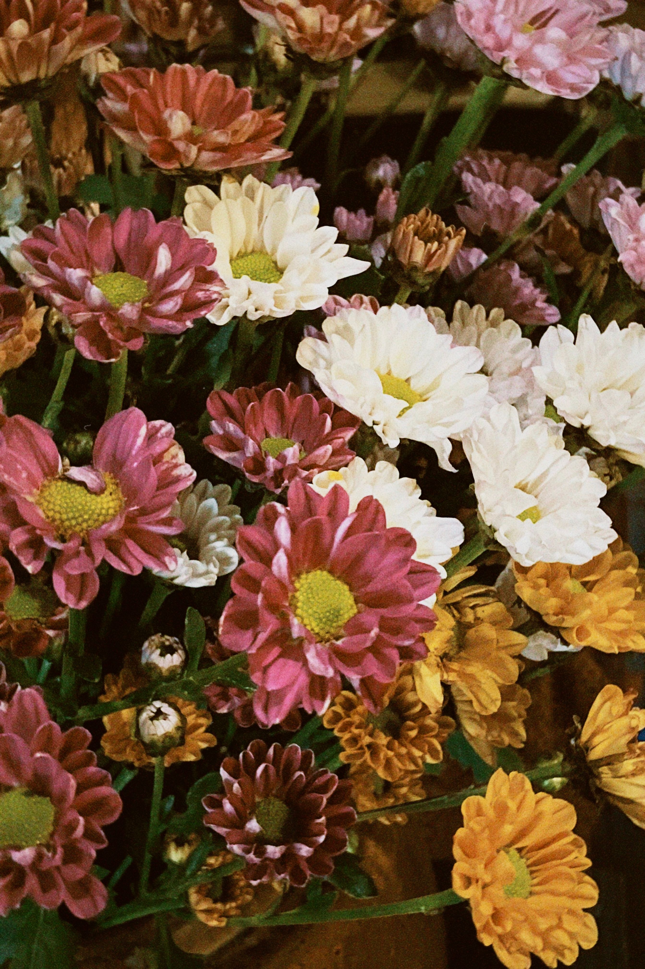 [ColoSach]-a-stunning-display-of-colorful-chrysanthemums-in-full-bloom,-showcasing-nature's-beauty.